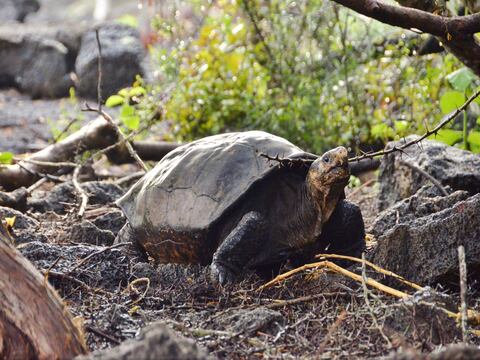 Dos hallazgos antecedieron el redescubrimiento de la especie de tortuga de Fernandina, en Galápagos