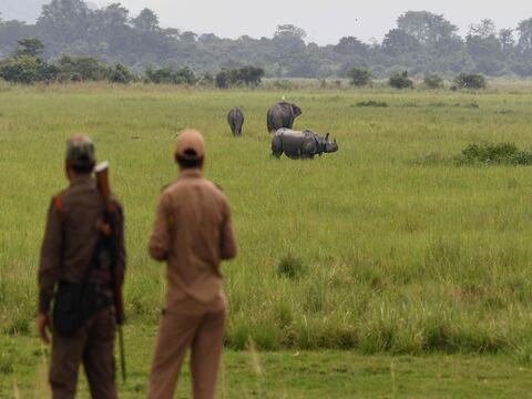 Rinocerontes serán protegidos por militares en India 
