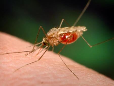 Científicos crean una posible cura para la malaria 