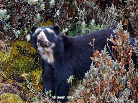 Animales en peligro de extinción en Ecuador: oso de anteojos