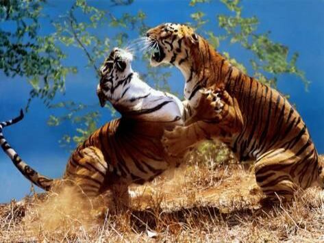 Zoológico de Londres se excusa tras la muerte violenta de una tigresa de Sumatra