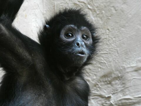 Animales en peligro de extinción en Ecuador: mono araña cabeza marrón