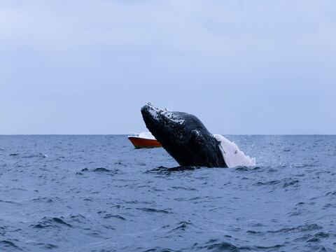 Desfile de bienvenida a las ballenas se realizó en Salinas 