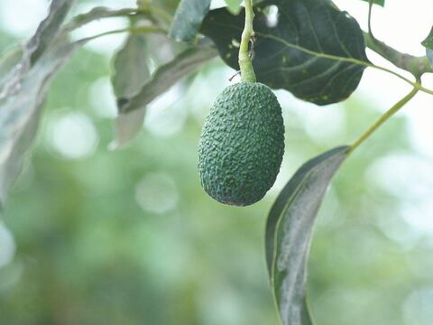 El aguacate hass cultivado en Santa Elena se exportará a la Unión Europea