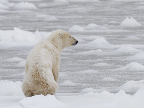 Osos polares 'invaden' poblado de Rusia en busca de comida
