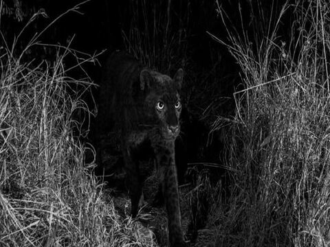 Fotografían a un mítico leopardo negro