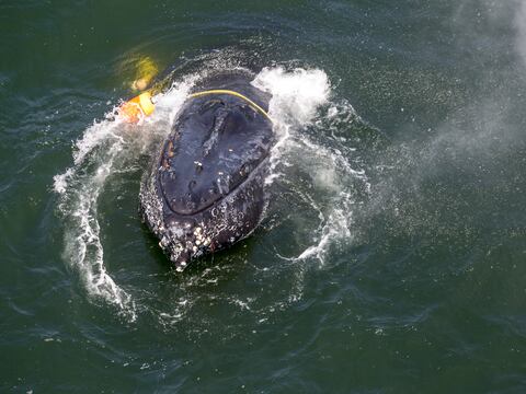 Liberan a ballena enredada en líneas de pesca en California