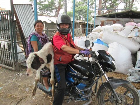 En Nepal un hombre salva vacas con su moto