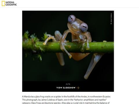 Imagen de una rana de cristal, que habita en Ecuador y que está en peligro de extinción, gana premio internacional de fotografía de vida silvestre