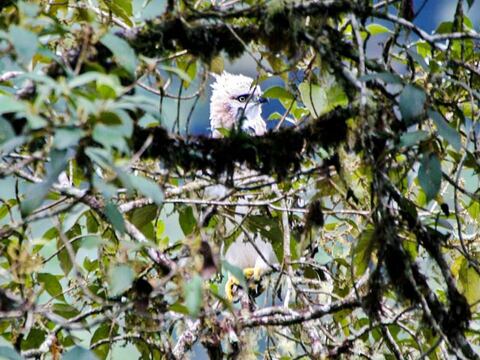 Hallan nuevo nido de águila andina en la provincia de Tungurahua