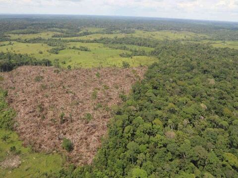 Colombia toma medidas para evitar la deforestación en bosques y selvas