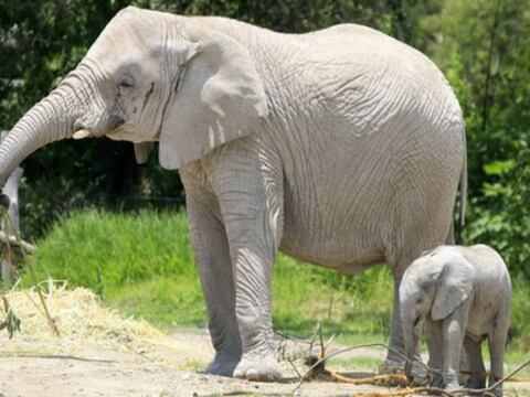 Nace elefante africano en un parque de conservación en México