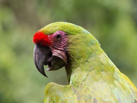 Arranca campaña para proteger al papagayo en Guayaquil