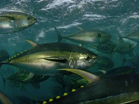 Acuerdo en CIAT extendió las regulaciones para pesca de atún en este 2021