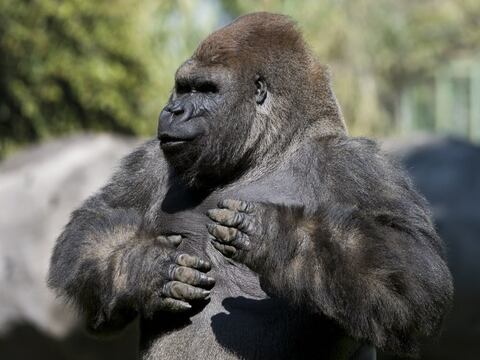 Sangrientas fotografías aumentan en México polémica por muerte de gorila