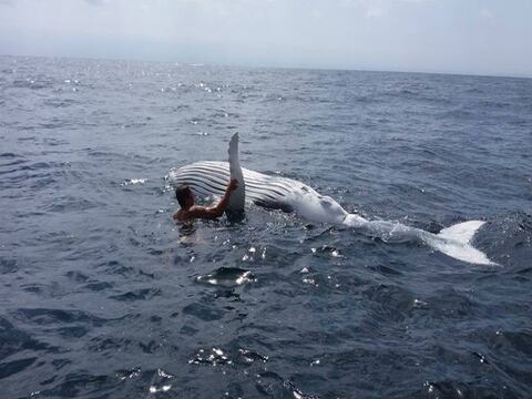 Un pescador de Salinas liberó de las redes a un ballenato