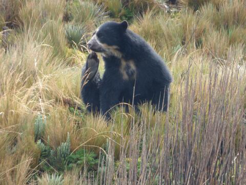 Un oso andino necesita entre 5 mil y 30 mil hectáreas para vivir en el páramo