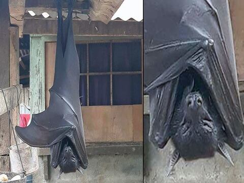 Un murciélago "del tamaño de un humano", ¿es real la foto que se ha viralizado en redes sociales?