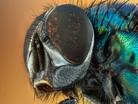 Los fósiles en ámbar que revelan los verdaderos colores de los insectos antiguos
