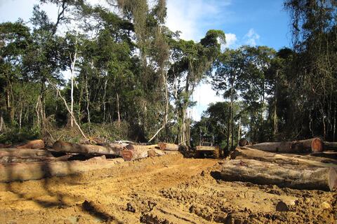 WWF dice que 43 millones de hectáreas fueron deforestadas en el mundo en 13 años