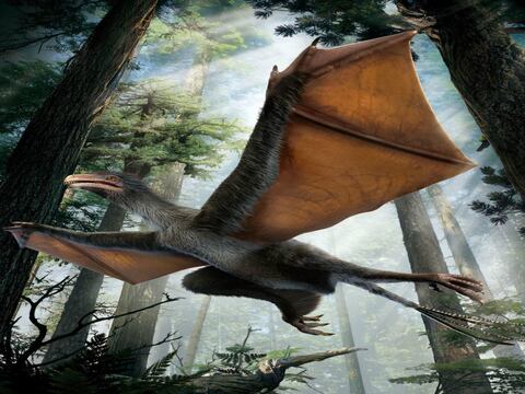Yi qi, el minidinosaurio con alas de murciélago descubierto en China