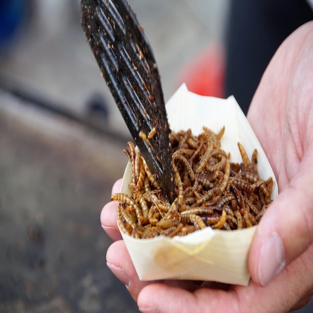 Los gusanos de la harina son aprobados para el consumo humano en Europa