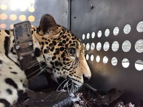 ¿Qué mató a D’yaira?, el jaguar cuya historia de rehabilitación impactó a Ecuador y al mundo