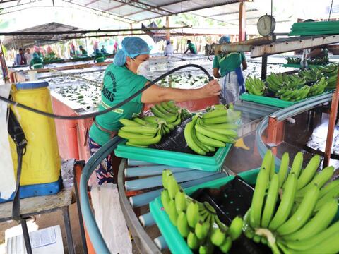 Rusia se consolida como segundo mejor destino del banano ecuatoriano