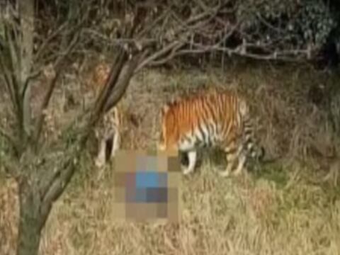 Hombre fue asesinado por un tigre frente a visitantes de un zoológico