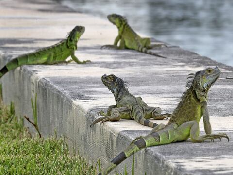 Florida le pide a sus residentes que maten a las iguanas
