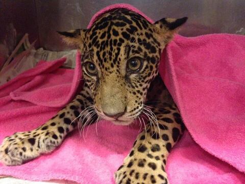 La muerte de la valiente D’yaira dejó información valiosa para tratar futuros casos de jaguares