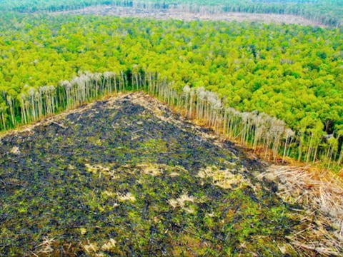 Amazonía peruana batió récord de deforestación en 2018 