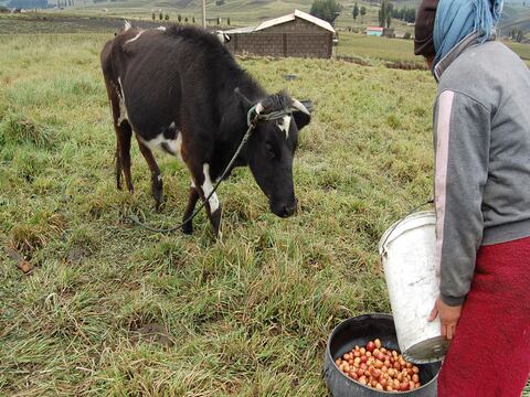 Alimento para el ganado no llegó ayer a 5 comunidades