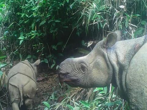 VIDEO: Hay esperanza para el rinoceronte de Java, hallan a dos crías 