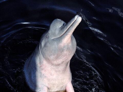 Delfines de río mueren en las turbinas de las hidroeléctricas en la Amazonía
