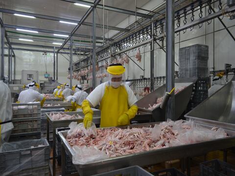 Consumo de pollo crece en Ecuador, pero producirlo cuesta más que en países vecinos