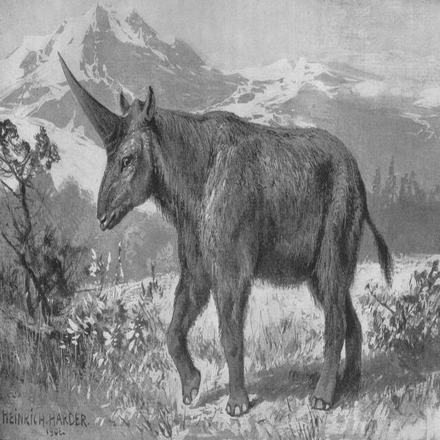 El "unicornio siberiano" vivió en Euroasia y se extinguió hace 10 mil años