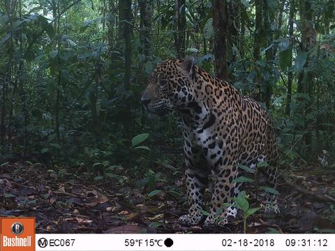 Plan para salvar al jaguar se ampliará a la Amazonía sur y a la región Costa del Ecuador