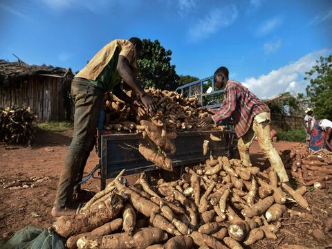 Virus ataca plantaciones de yuca en África y con ello su seguridad alimentaria