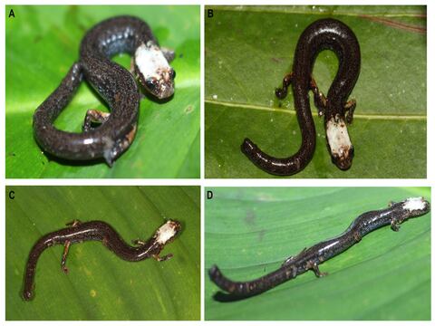 Dos nuevas especies de salamandras 'extremadamente raras' fueron descubiertas en Ecuador