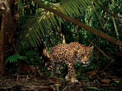 Especies en peligro de extinción en Ecuador: el jaguar