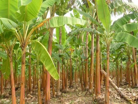 Colombia sospecha de brote de hongo Fusarium en banano