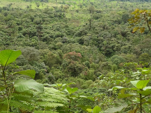 ¿Por qué Ecuador es uno de los países con mayor biodiversidad del planeta?