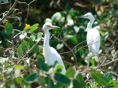 En Guayas y Santa Elena se invertirán $ 1,2 millones para conservar el manglar 