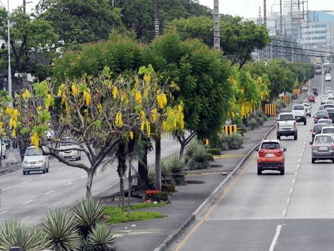 Expertos cuestionan cifras de las áreas verdes declaradas en Guayaquil