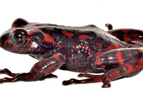Cutín diablo andino, la nueva especie de rana que registra Ecuador y que está en peligro crítico de extinción