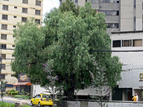 Lo que hacen los Cabildos de Guayaquil, Quito y Cuenca para preservar los árboles nativos