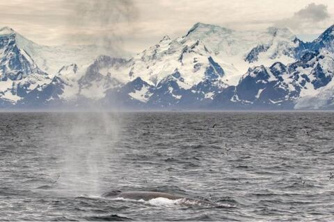 ¿Por qué las ballenas regresan a los polos después de 40 años?