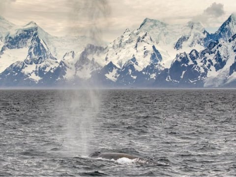 ¿Por qué las ballenas regresan a los polos después de 40 años?