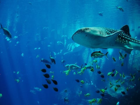 Crías de tiburones nacen más pequeñas, desnutridas y exhaustas debido al calentamiento de los océanos, según un estudio